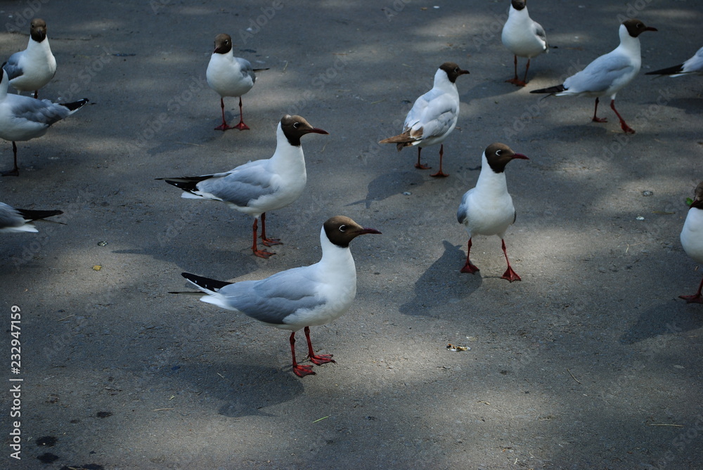 Fototapeta premium Birds