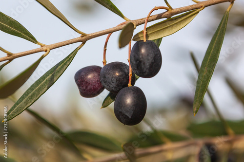 Olive-tree branch with ripe black olives on the natural blurred background with selective focus, Tuscany, Italy