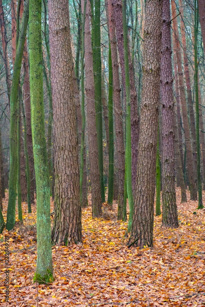 Obraz premium Autumn landscape of a foggy wood in Kabacki Forest near Warsaw, Poland.