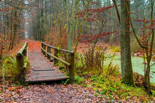 Autumn landscape of a foggy wood and a wooden footbridge over swamps in Kabacki Forest near Warsaw, Poland. photo