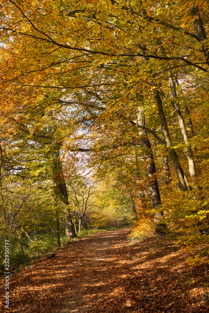 Waldweg fürht durch herbstlichen Laubwald Waldweg fürht durch herbstlichen Laubwald
