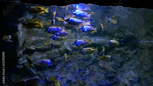 Beautiful fish in the aquarium on decoration  of aquatic plants background. A colorful  fish in fish tank.