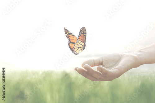Photography colorful butterfly leans confident on a woman's hands