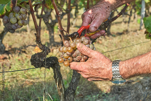 Vendange Sauterne Barsac