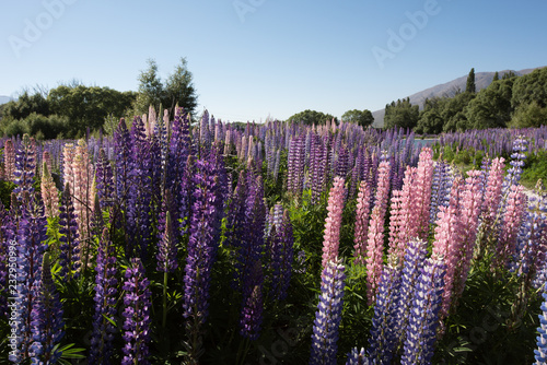 Lupin landscapes on South Island, New Zealand