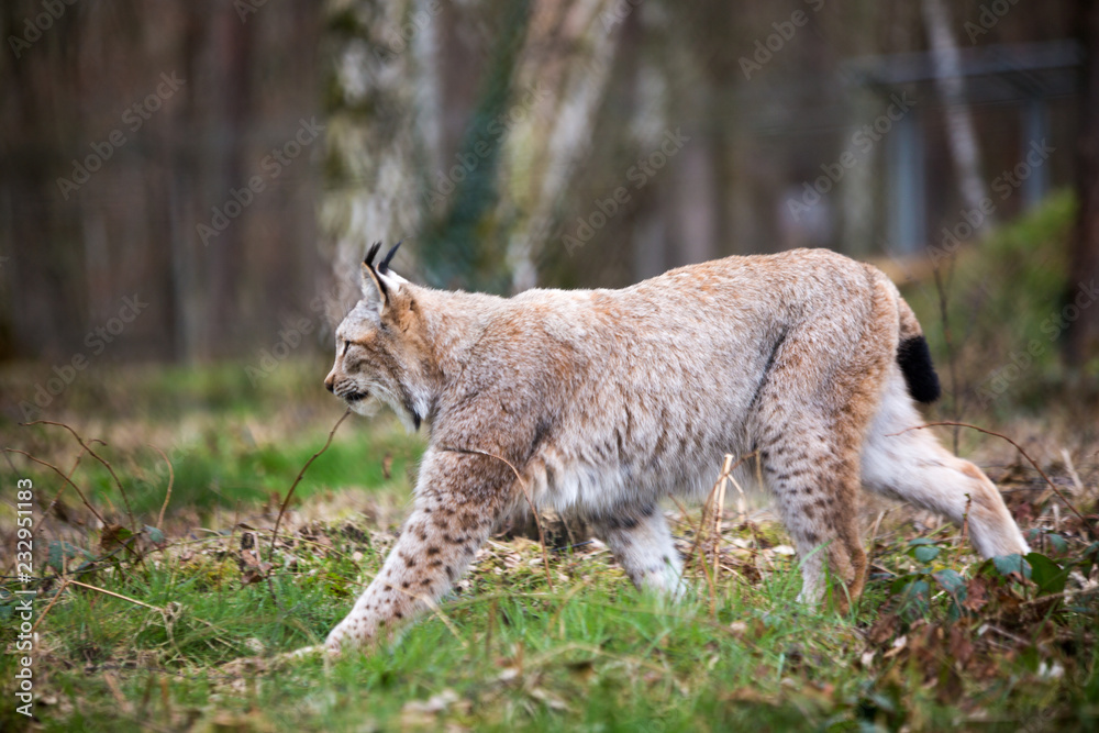 Fototapeta premium Luchs