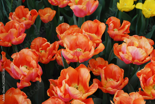 Tulips Astronaut Andre Kuipers  Triumph group  grown in flowerbed. Spring time in Netherlands. 