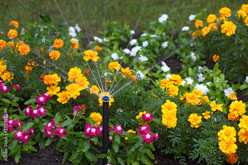 irrigation of flower beds, marigold,  wallers balsam photo