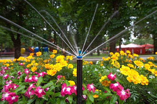 irrigation of flower beds, marigold,  wallers balsam