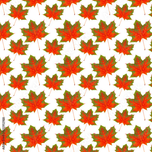 pattern maple leaf bright on white background