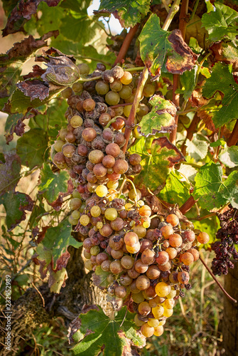 Vignes Barsac