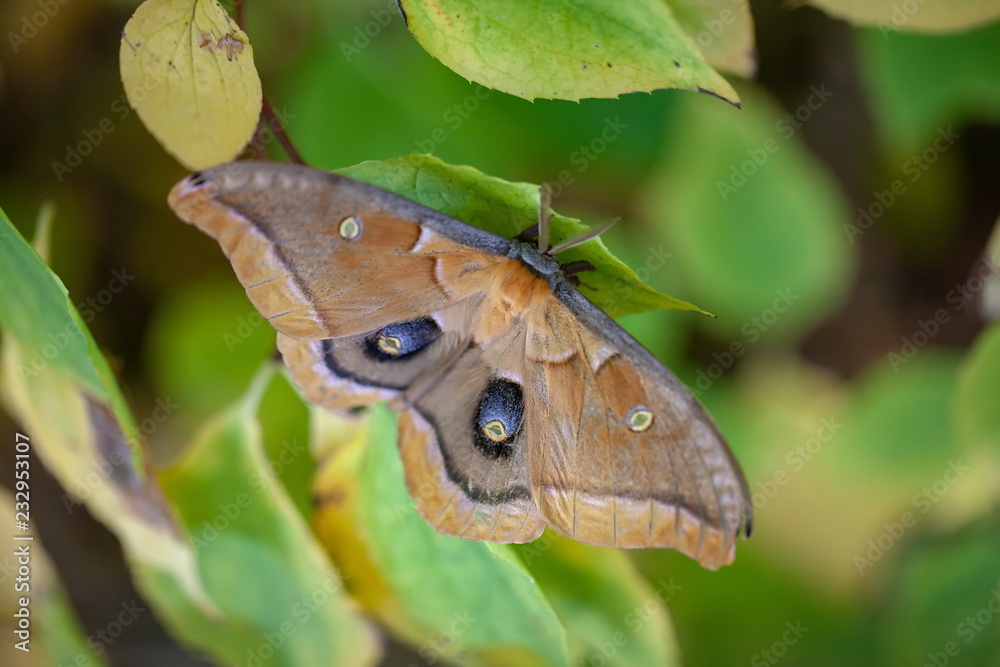 Obraz premium Schmetterling