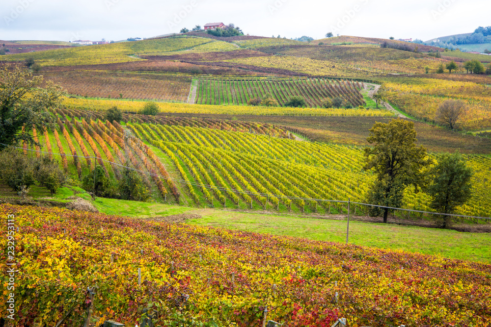Hills of vineyards in autumn in Piedmont, Italy.