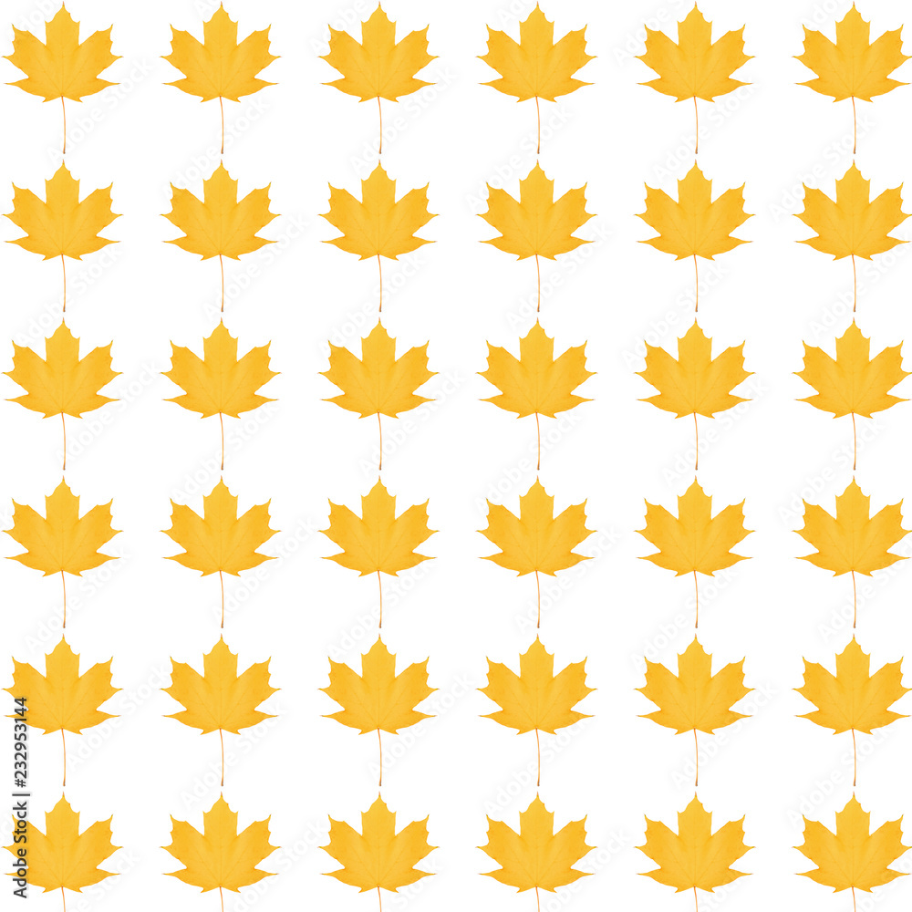 pattern yellow maple leaf bright on white background pattern yellow maple leaf bright on white background