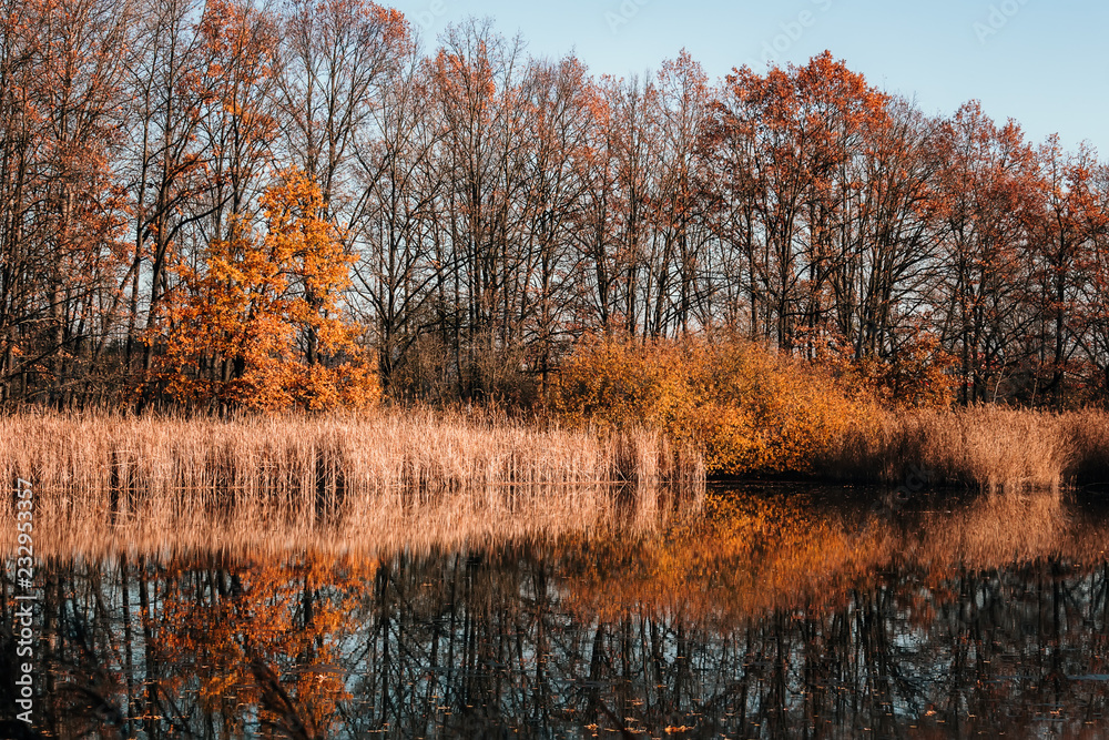 Autumn brown foliage with pond, Czech landscape