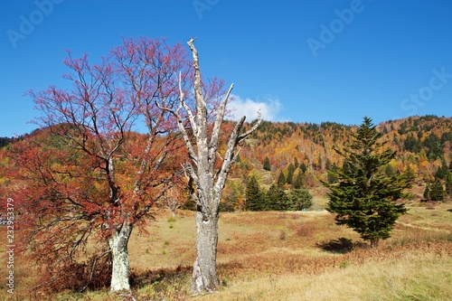 山田牧場の紅葉眺望、志賀高原 photo