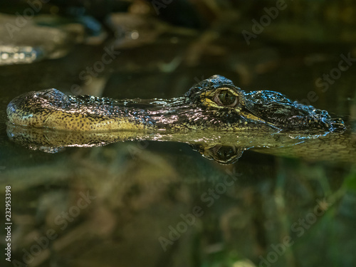 Alligator schwimmt im Wasser