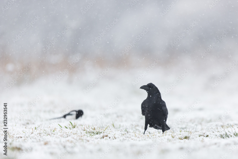 Birds - flying Black Common raven (Corvus corax) Birds - flying Black Common raven (Corvus corax)