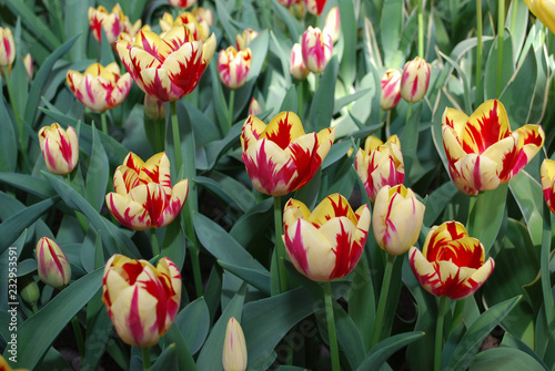Tulips Grand Perfection (Triumph Group) grown in flowerbed. Spring time in Netherlands.  #232953591