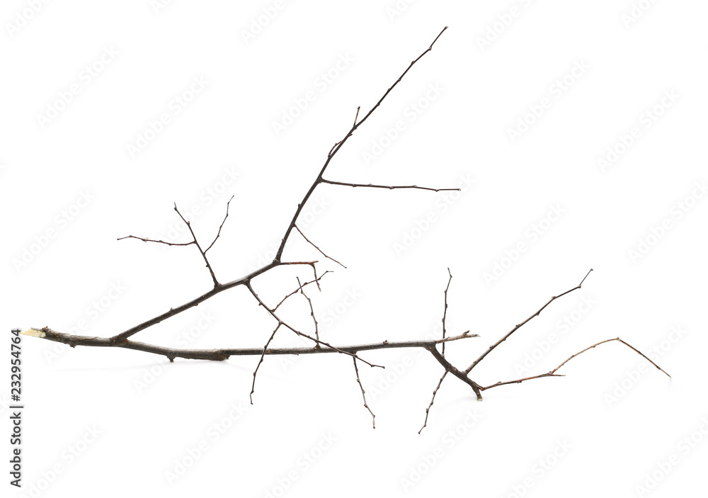 Fototapeta premium Dry branch isolated on white background, clipping path