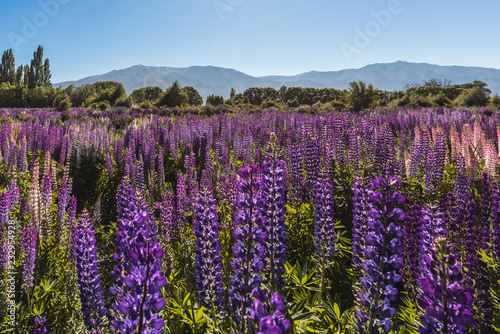 Lupin landscapes on South Island, New Zealand
