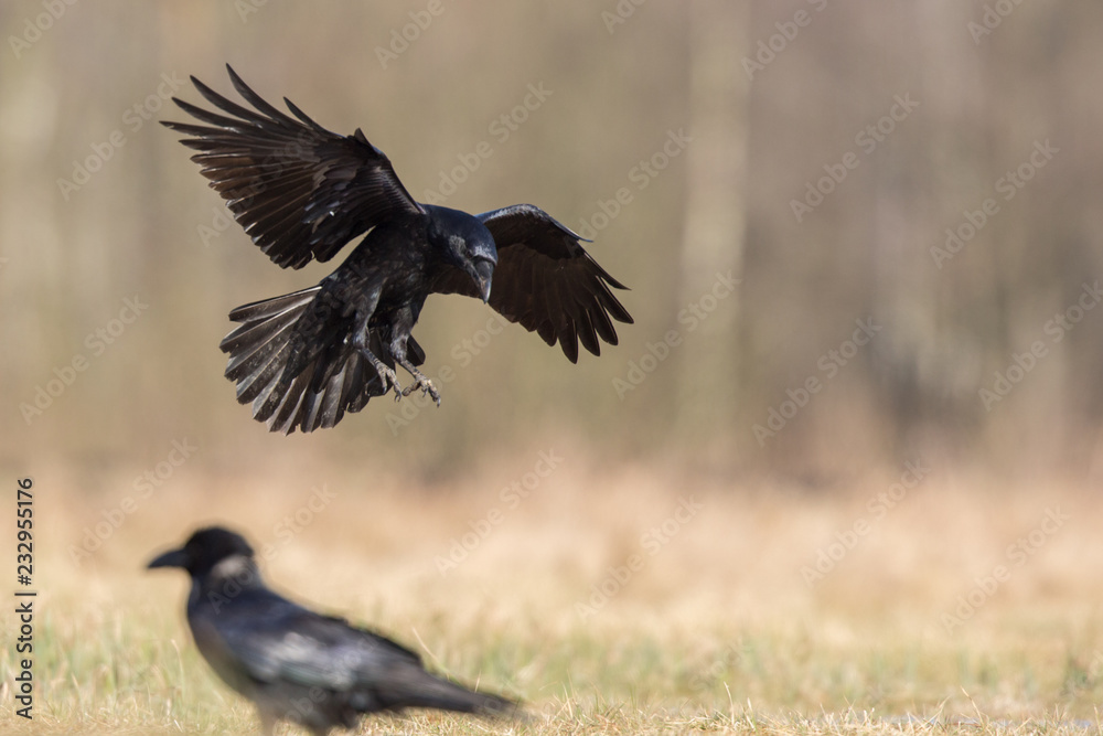 Fototapeta premium Birds - flying Black Common raven (Corvus corax)