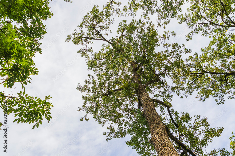 Fototapeta premium View of trees from inside a forest