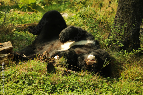 A beautiful Asian black bear sleeping in the grass on the back. He is totally crashed. He deserved long sleep after long year