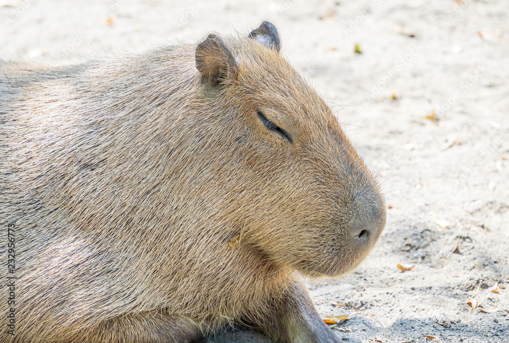 Cute Capybara (biggest mouse) eating and sleepy rest in the zoo, Tainan, Taiwan, close up shot Cute Capybara (biggest mouse) eating and sleepy rest in the zoo, Tainan, Taiwan, close up shot