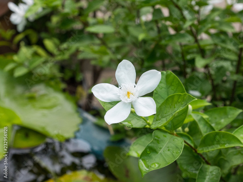 The indrajao flower.