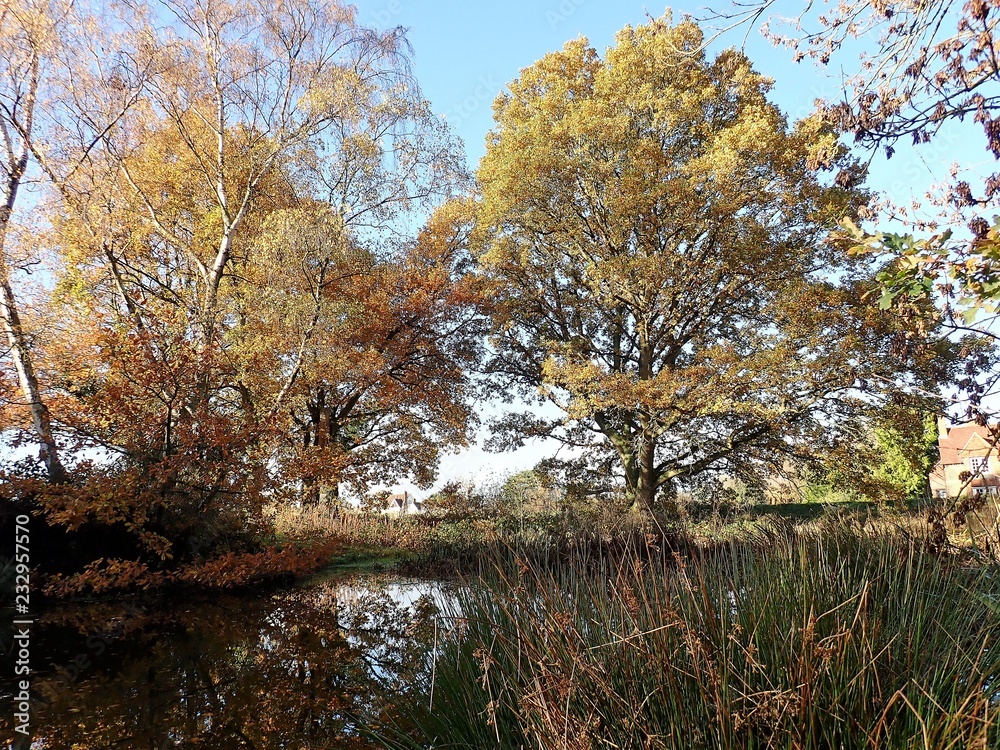 Darvell's Pond, Chorleywood Common, Hertfordshire