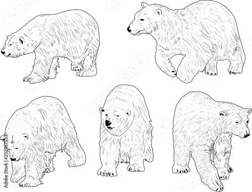five polar bears outlines isolated on white