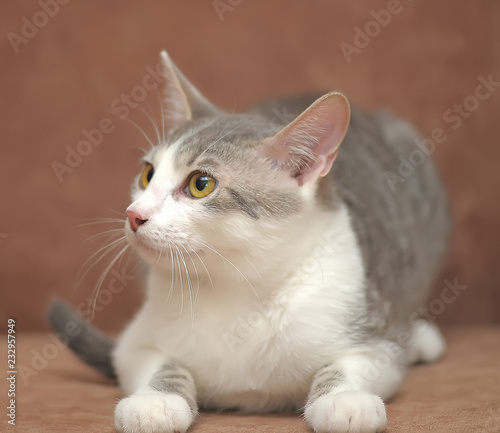 gray with a white cat on a brown background photo