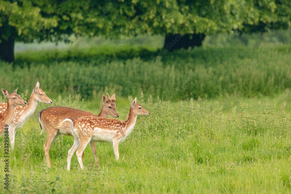Fallow deer (dama dama) at Charlecote Park, Warwickshire in spring Fallow deer (dama dama) at Charlecote Park, Warwickshire in spring