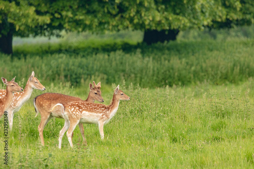 Fallow deer (dama dama)  at Charlecote Park, Warwickshire in spring © Angela Yates