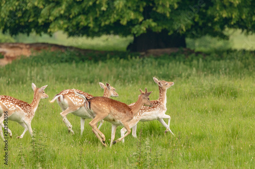 Fallow deer  dama dama   at Charlecote Park  Warwickshire in spring