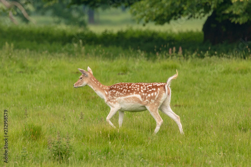 Fallow deer (dama dama)  at Charlecote Park, Warwickshire in spring © Angela Yates