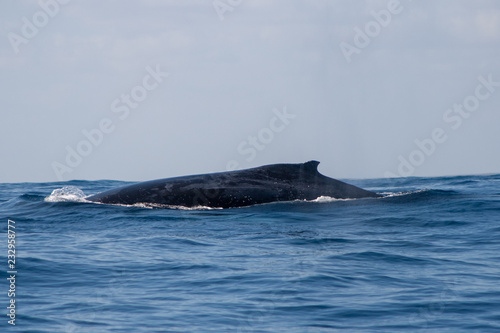 Humpback Whale with dorsal fin breaking the surface, Coral Bay, Western Australia © Joanne