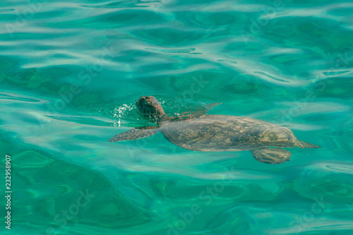 Green sea turtle swimming in ocean with head just above water surface, Coral Bay, Western Australia, Australia
