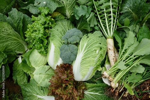 野菜の収穫