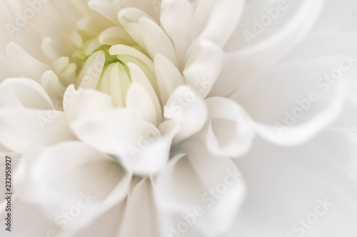 White chrysanthemum close up. Macro image with small depth of field. © eternal aviv