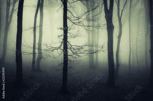 scary tree in misty forest