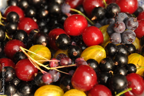 june harvest of berries