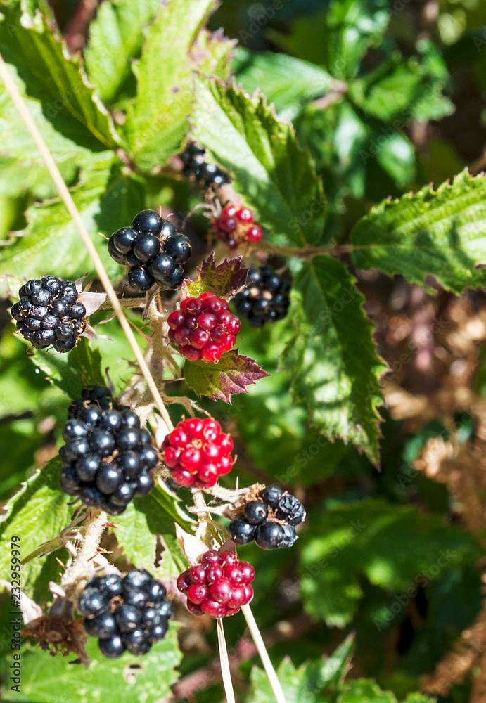 Blackberries on a tree Blackberries on a tree