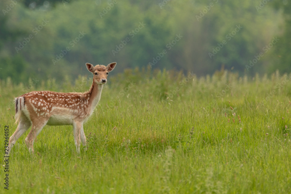 Fallow deer (dama dama)  at Charlecote Park, Warwickshire in spring