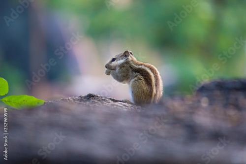 Squirrels are members of the family Sciuridae  a family that includes small or medium-size rodents. The squirrel family includes tree squirrels  ground squirrels  chipmunks  marmots  flying squirrels 