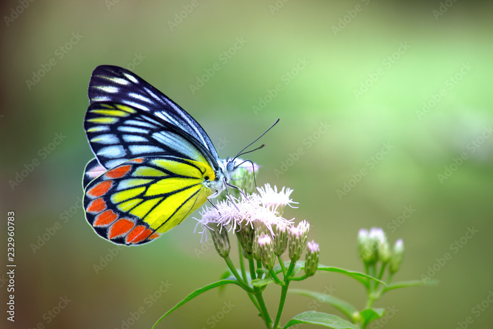 Beautiful Indian Jezebel Butterfly sitting on the flower plant in its natural habitat Beautiful Indian Jezebel Butterfly sitting on the flower plant in its natural habitat