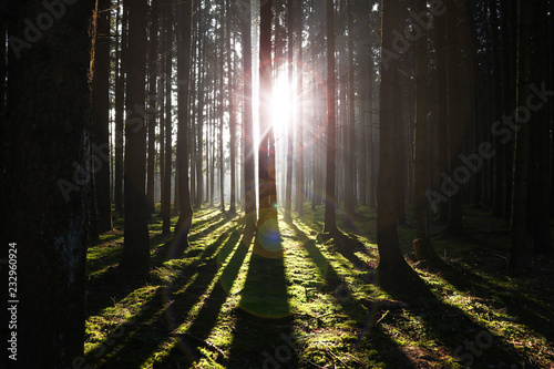Sonnenlicht durchflutet im Herbst einen dichten Wald