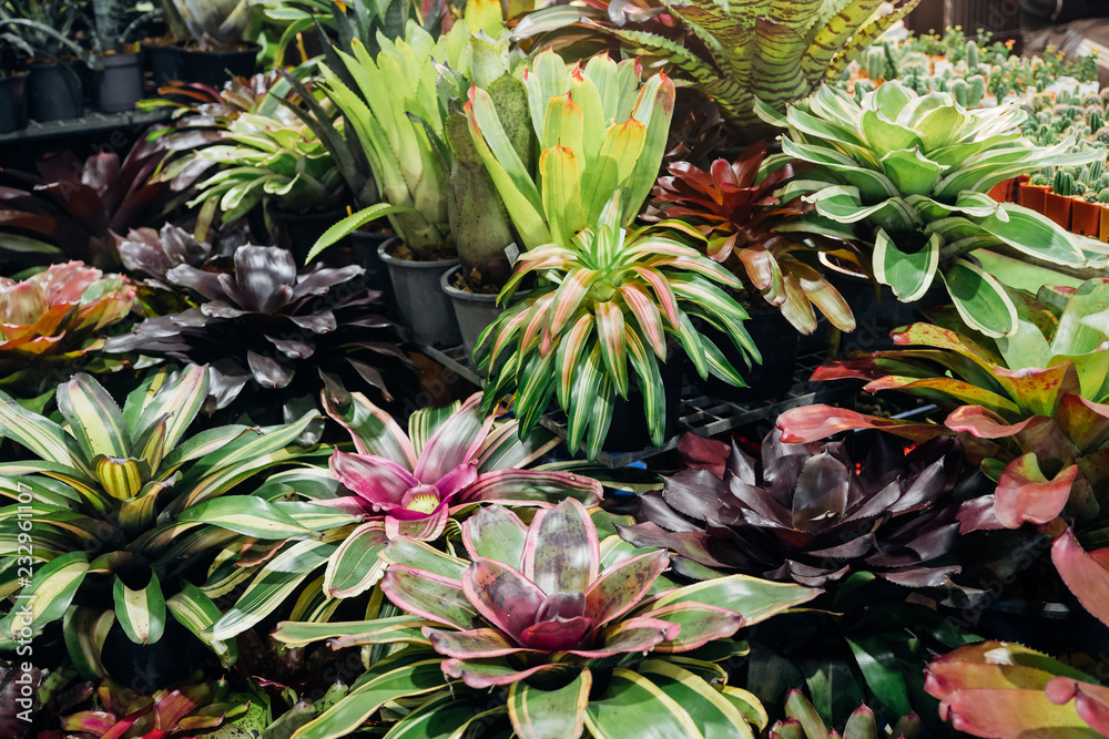 Bromeliad indoor garden Bromeliad indoor garden