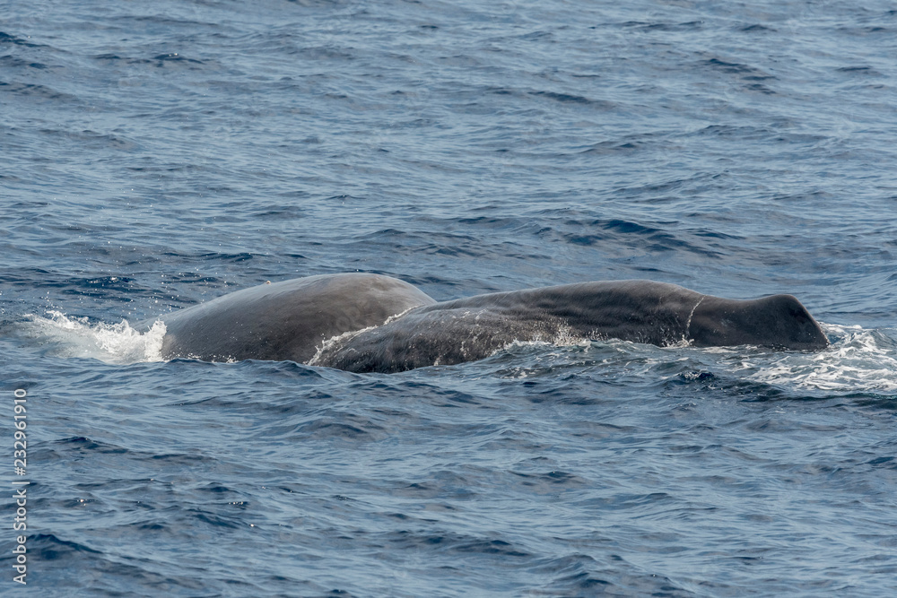 Obraz premium La vieille blessure du cachalot ! Malformation de naissance ou conséquence des activités humaines ?? 